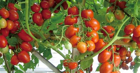 Cara Mudah Membuat Bibit Tomat Berkualitas Tinggi di Rumah